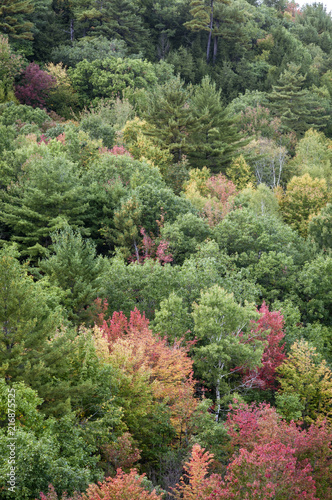 Changing foliage on hillside at Otter Brook Dam