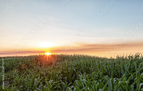 sunset over cornfield © Barrie