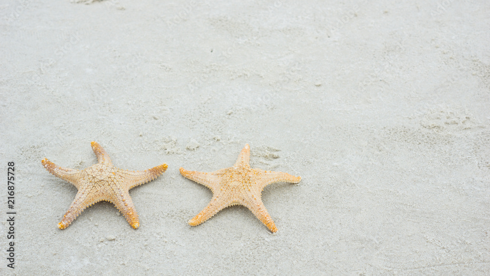 Star fish and sea shells on the sea shore, Styled faded retro tones Star fish and sea shells on the sea shore, Styled faded retro tones