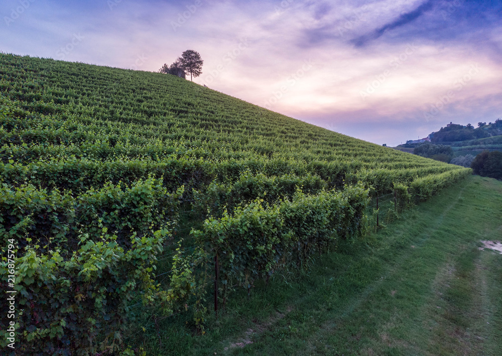 Obraz premium Aerial shots of italian wineyards