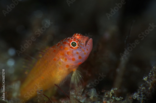 Tiny fish Trimma halonevum in Lembeh strait, Indonesia