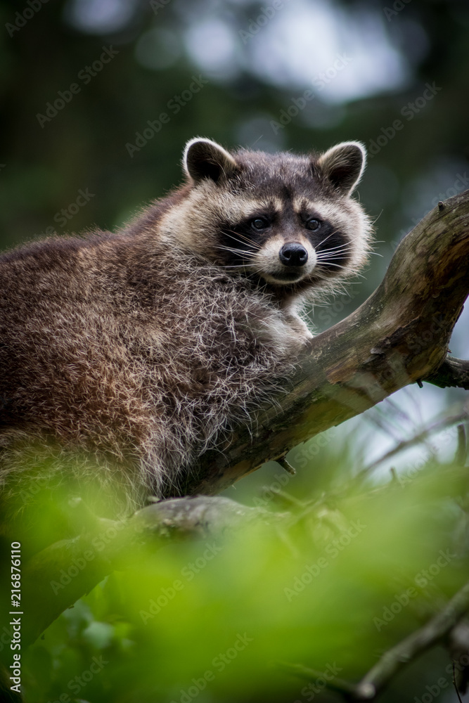 Raccoon Raccoon