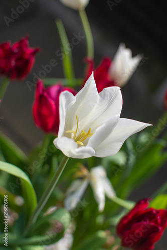 White Tulip opened