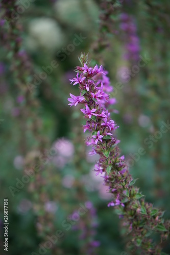 Tiny purple blossoms on a long plant