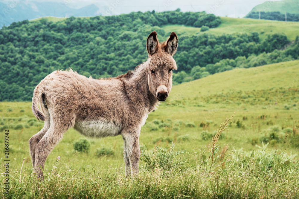 Portrait of a beautiful fluffy ass, Equus asinus, in the middle of a green meadow. On a sunny morning Portrait of a beautiful fluffy ass, Equus asinus, in the middle of a green meadow. On a sunny morning