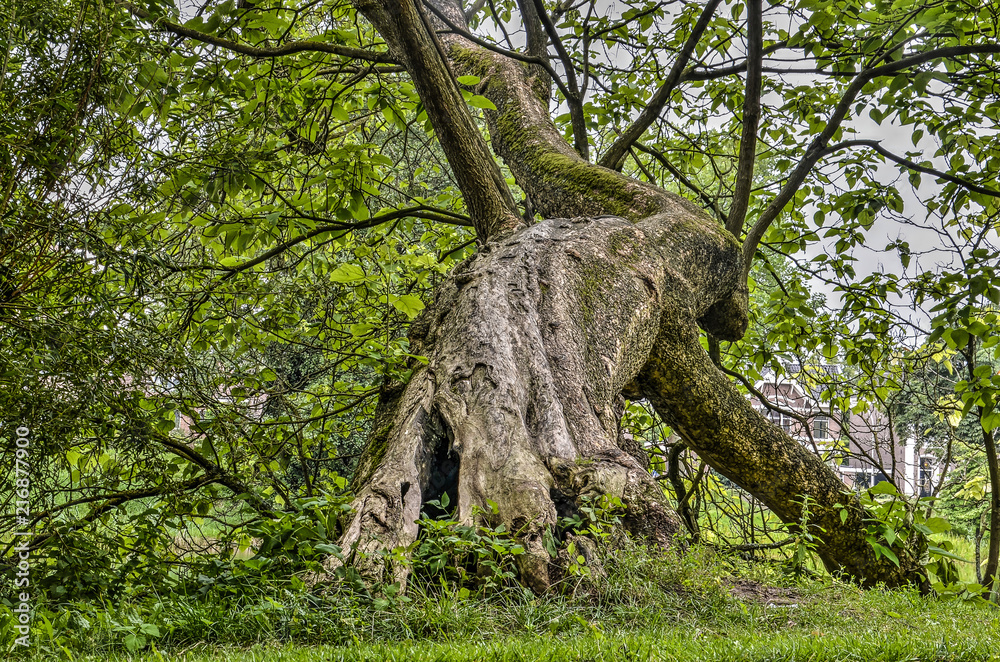 Old tree in a public park in Deventer is a peculiar bending position which could be interpreted as a yoga asana