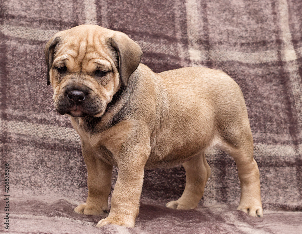 Fototapeta premium cute puppy ca de bou