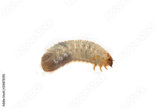 larva of the May bug on a white background