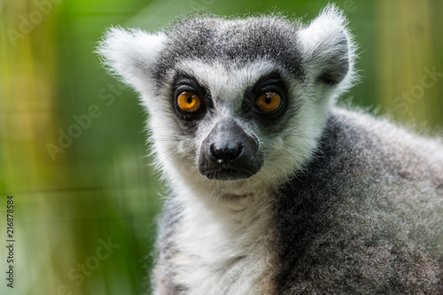 Lêmur de Cauda Anelada / Ring Tailed Lemur (Lemur catta)