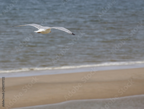 Seagulls on the beach