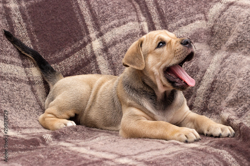 Fototapeta Naklejka Na Ścianę i Meble -  cute puppy ca de bou