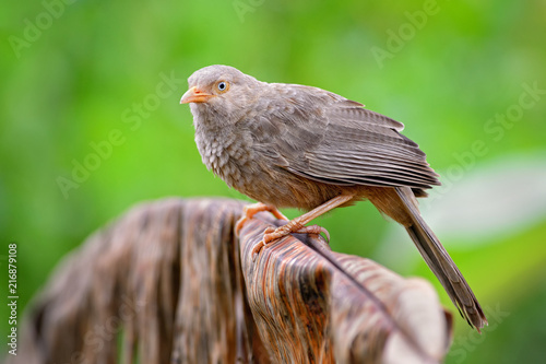 Yellow-billed Babbler  - Turdoides affinis, common babbler from Sri Lanka gardens and woodlands. photo