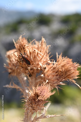 dry flower with isects photo