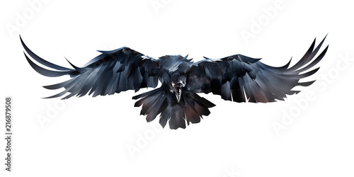 painted on white background flying bird raven in front