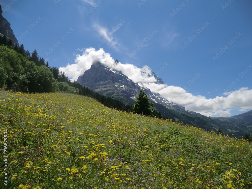 Fototapeta premium Wandern in den Schweizer Alpen