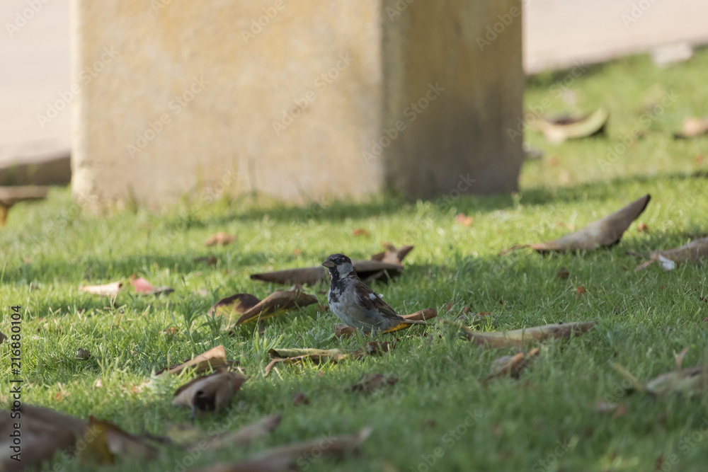 Fototapeta premium birds & nature at the park