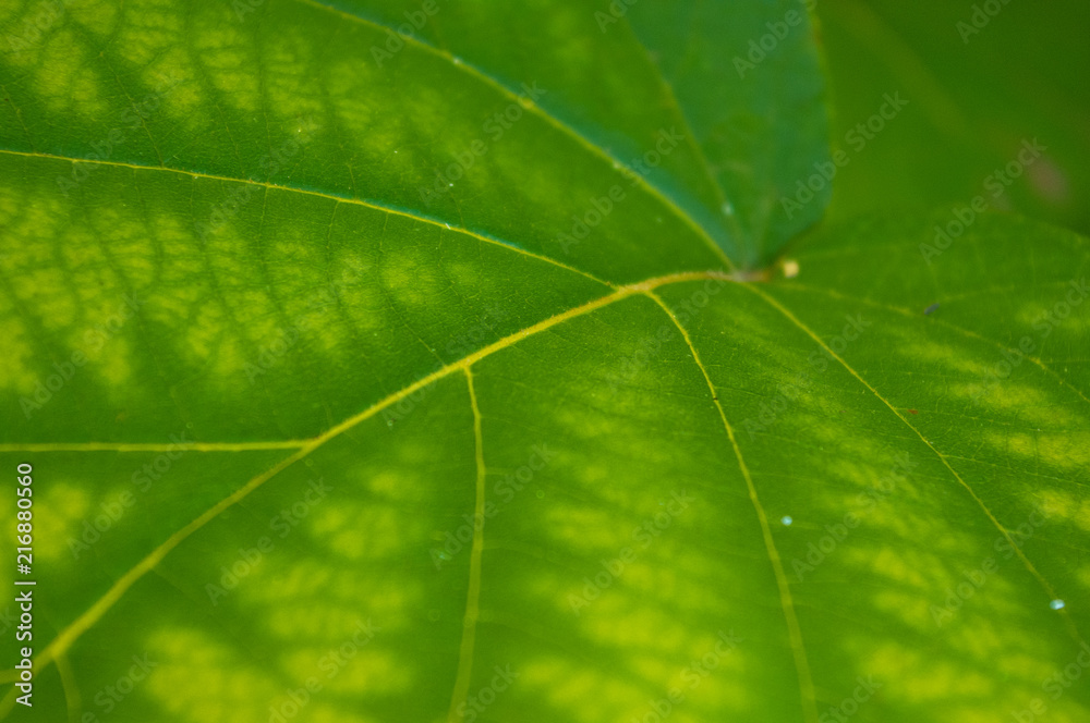 Green kiwi leaves on the vine, close up Green kiwi leaves on the vine, close up