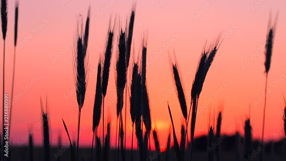 Summer Wheat Field in Warm Sunset Light Summer Wheat Field in Warm Sunset Light