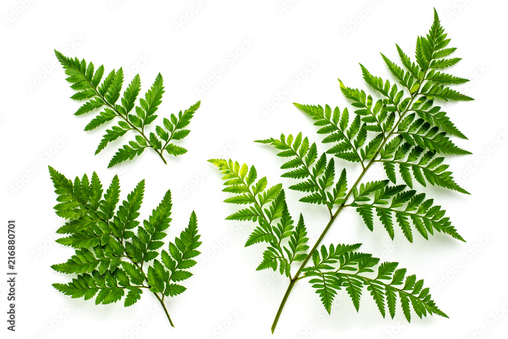 collection of green fern leaves isolated on white background - obrazy, fototapety, plakaty 