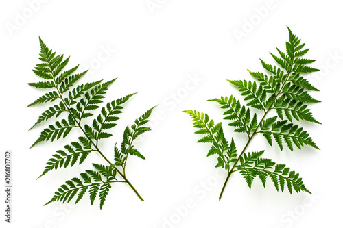 green fern leaves isolated on white background © sema_srinouljan