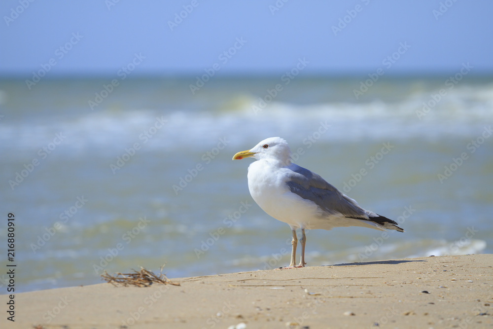 Seagulls on the sea Seagulls on the sea