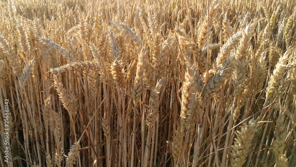 Fototapeta premium Kornfeld 