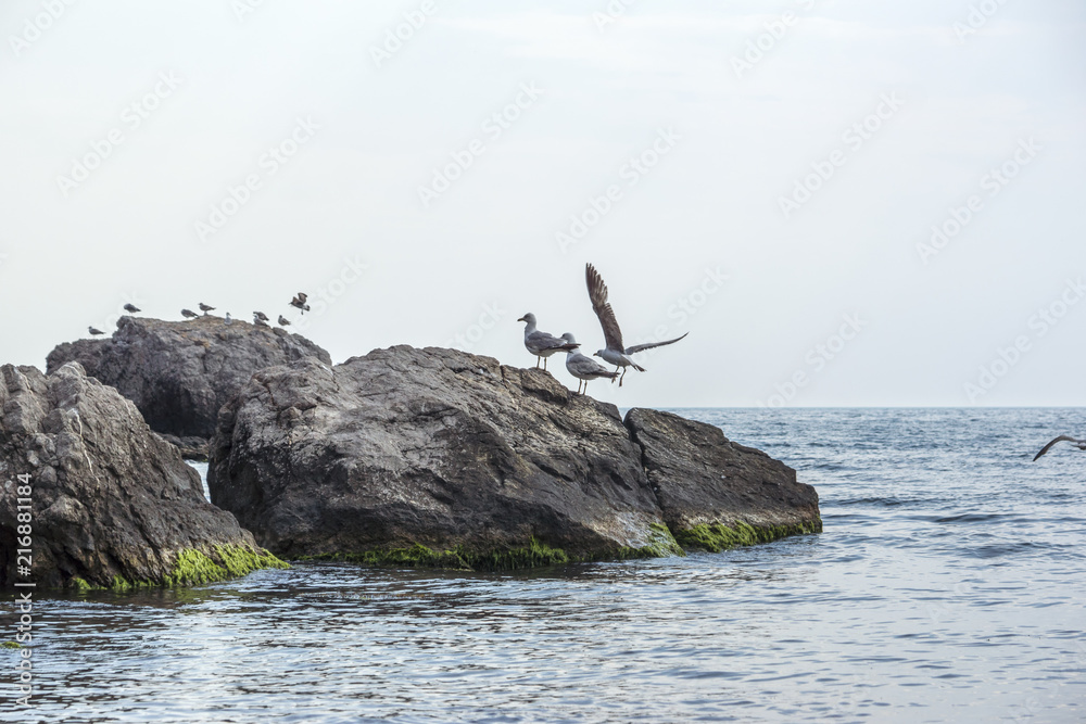 Gulls in the sea on a rock