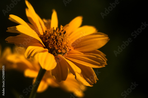 bouquet of bright yellow flowers Heliopsis helianthoides