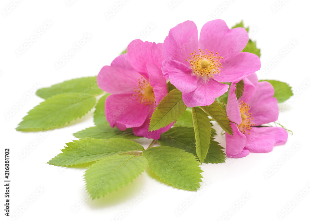 Fototapeta premium Pink rose with petals.