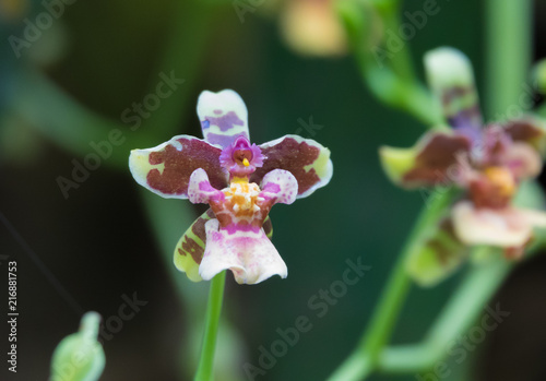 Quadro su tela Anthropomorphic flower