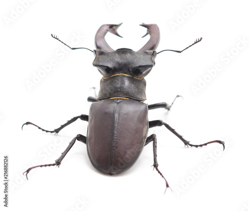 Large black beetle.