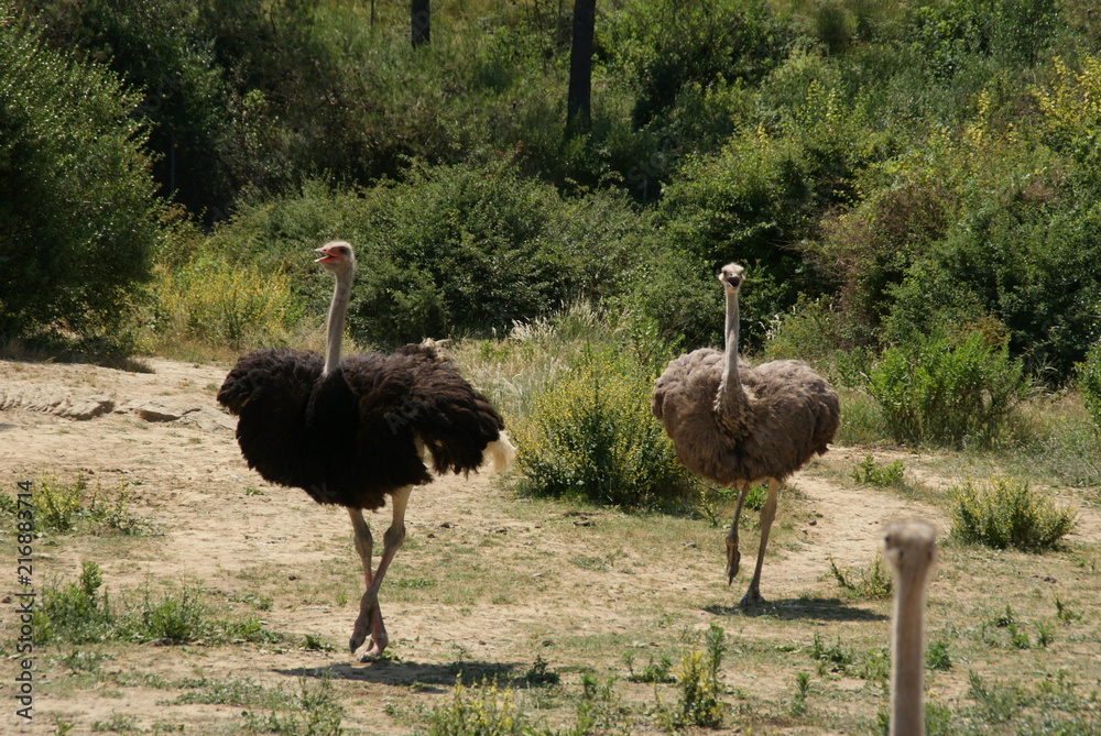 Naklejka premium Autruche