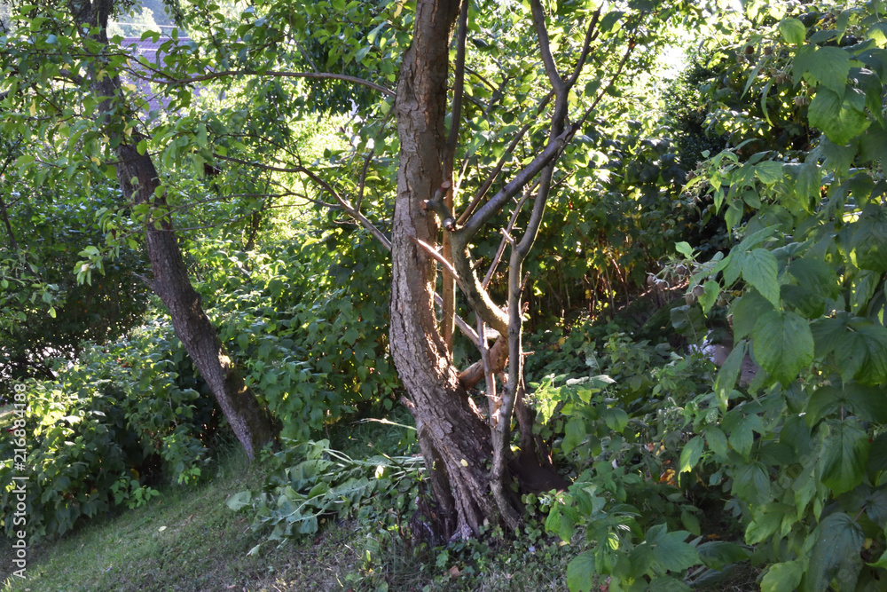 Spider's web on a tree Spider's web on a tree
