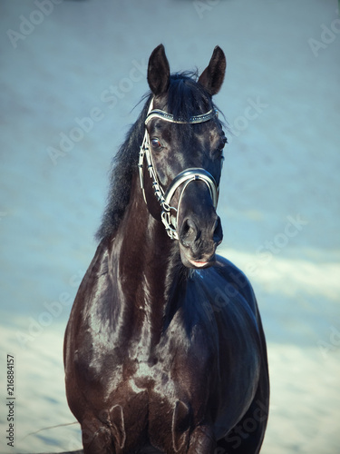 beautiful black stallion posing in the desert