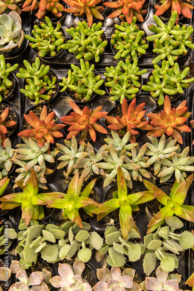 Obraz premium A Collection of Succulents