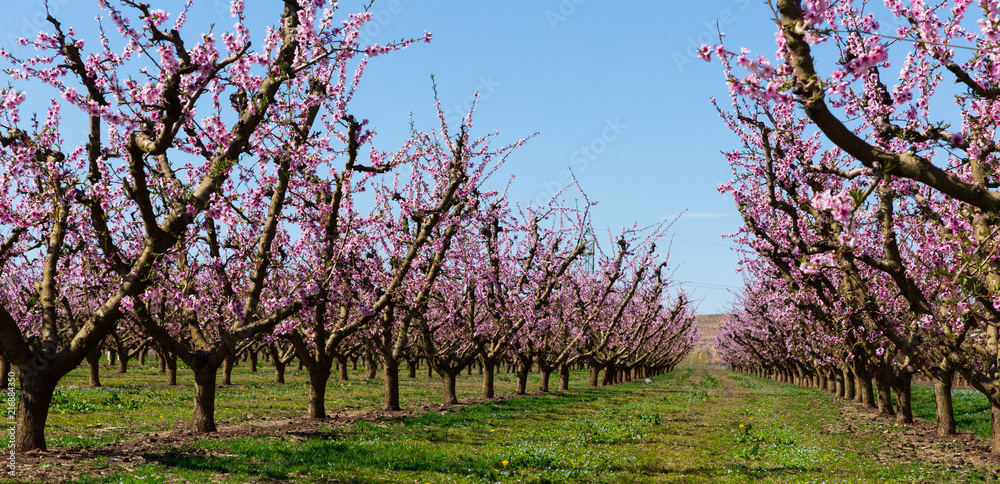 Blossoming of  peach  trees on a  meadows of Europe in spring