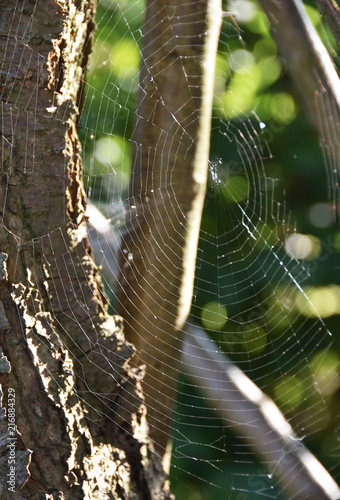 Spider's web on a tree