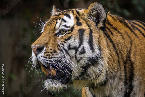 Tigre Siberiano / Amur Tiger (Panthera tigris altaica)