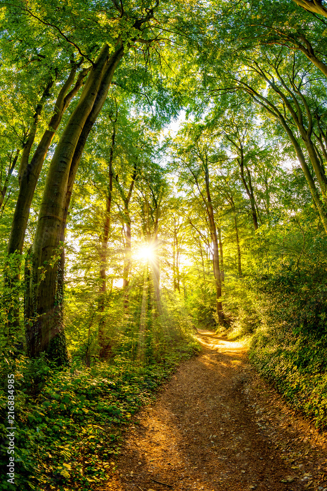 Fototapeta premium Ścieżka przez las oświetlona złotymi promieniami słońca