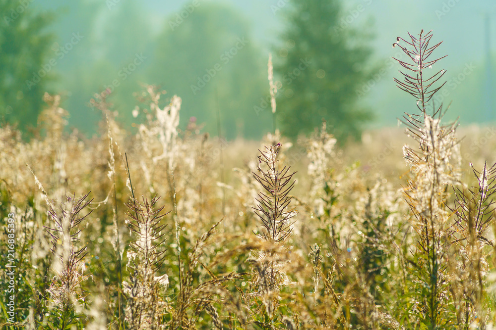 Fototapeta premium A beautiful natural landscape of morning mist, hills, birches and fireweed, Moscow region, Russia