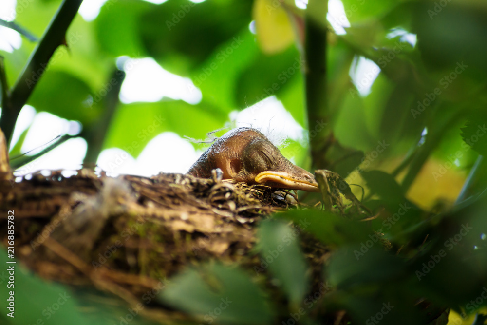 Obraz premium Blackbird chick in a hidden nest, Salzburg, Austria