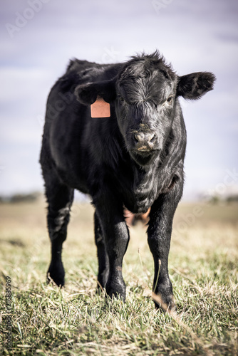 Fotografi young Angus bull calf