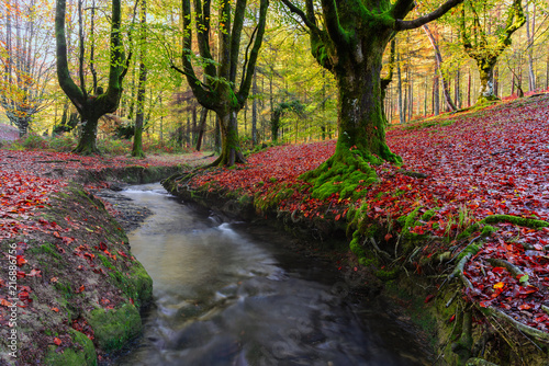 Otzarreta beech forest, Gorbea Natural Park, Vizcaya, Spain photo