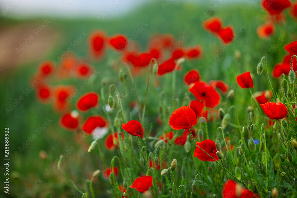 red poppy flowers in a field red poppy flowers in a field