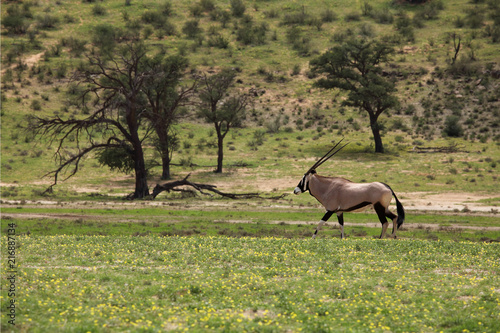 The gemsbok or gemsbuck  Oryx gazella  is walking in the middle of dry river bed in the desert