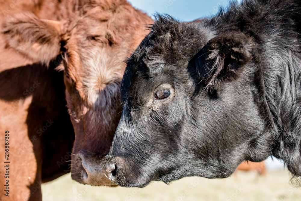 Fototapeta premium best friends