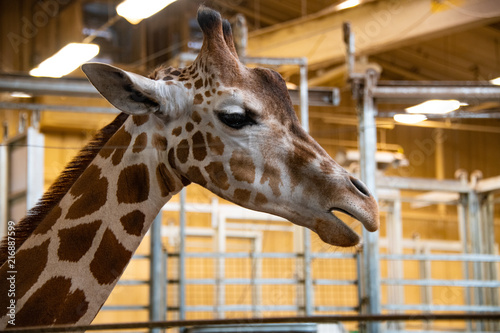 Giraffe © Corey