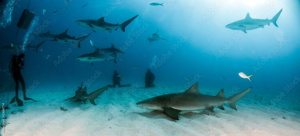 Lemon and Caribbean reef shark at the Bahamas