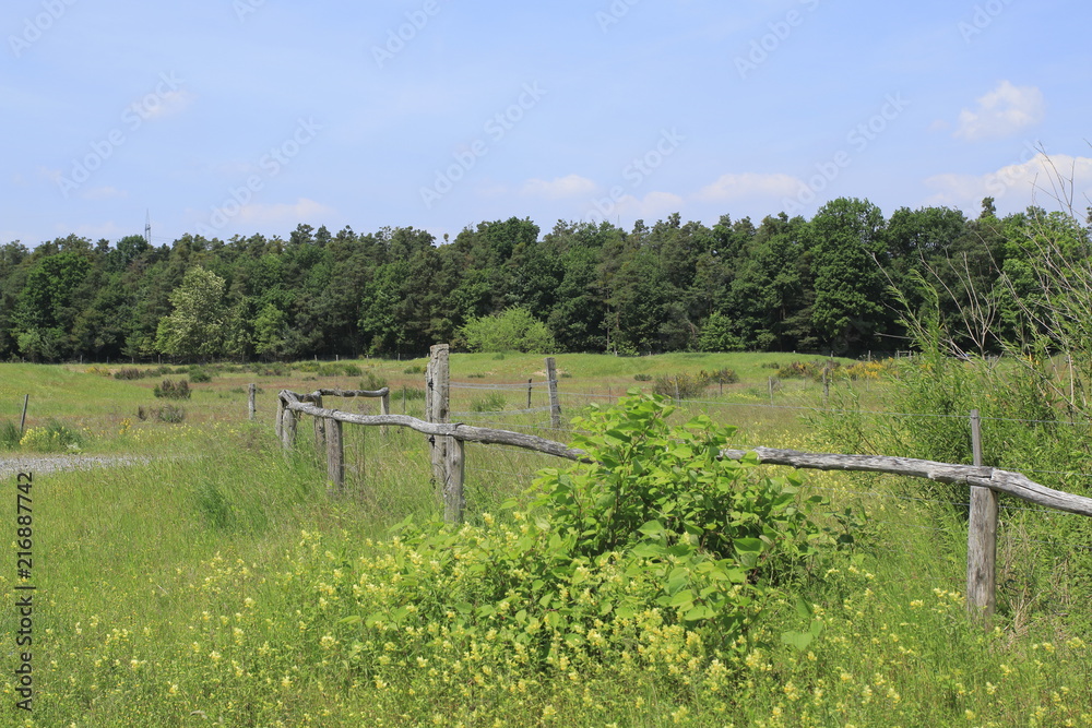 Sanddünen, Sandsteppe im Naturschutzgebiet Sandweier, Baden-Baden am Oberrhein im Schwarzwald