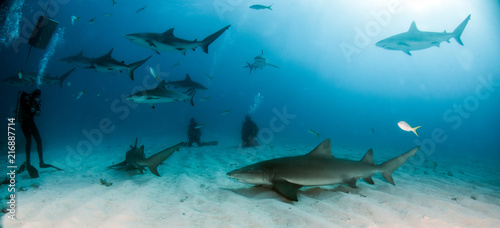 Fototapeta Naklejka Na Ścianę i Meble -  Lemon and Caribbean reef shark at the Bahamas